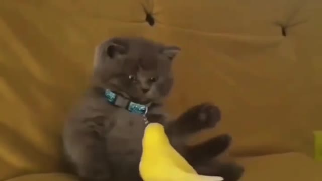 cutest animal. Bird and Cat