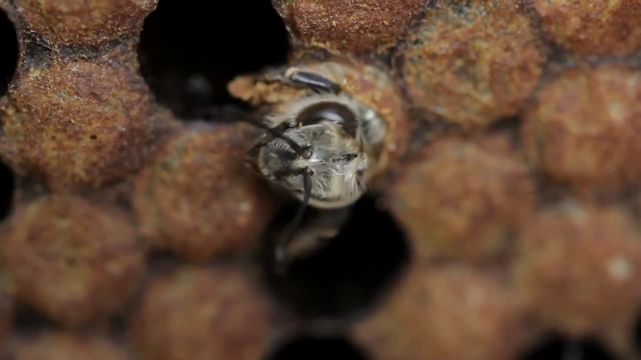 Imago young honey bee eating it's way out of cell macro footage