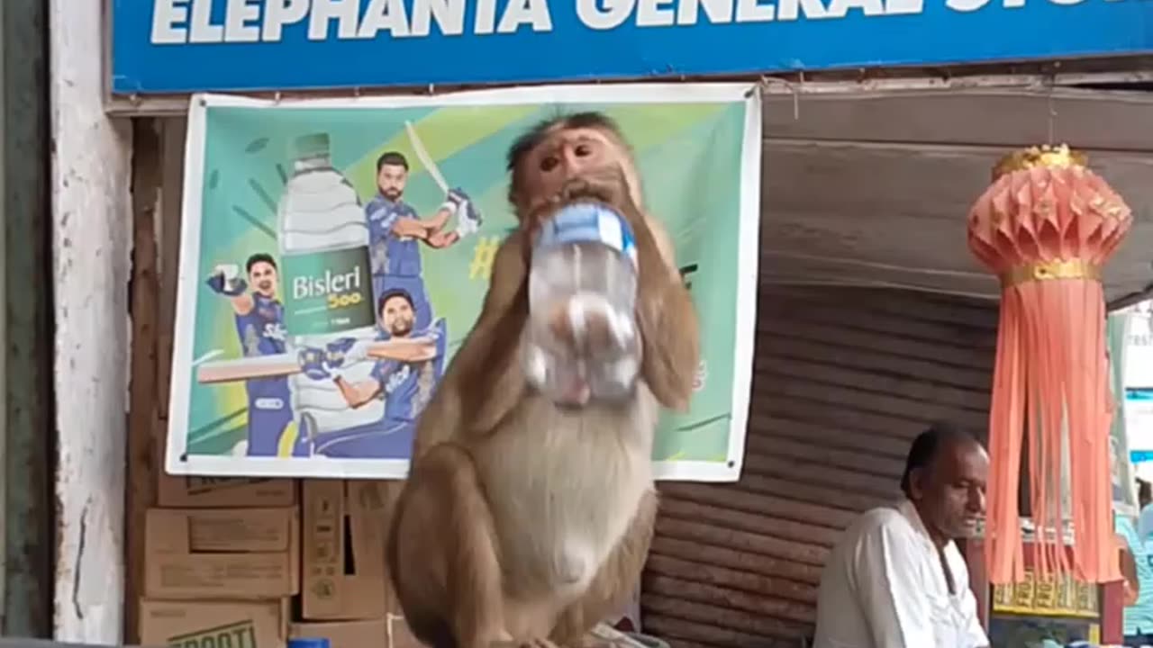 “Thirsty Primate: Captivating Moments of Monkeys Drinking Water!”