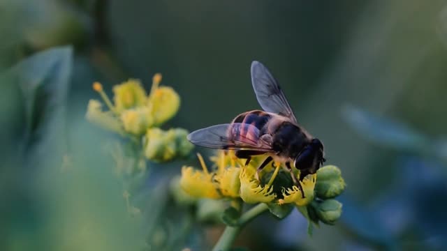 bee pollinating a flower