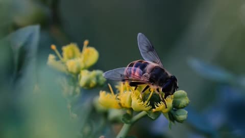 bee pollinating a flower