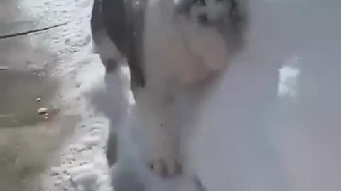 Cute Dog Loves The Snow