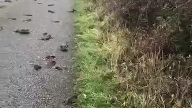 Hundreds of Birds Mysteriously Fall from Sky
