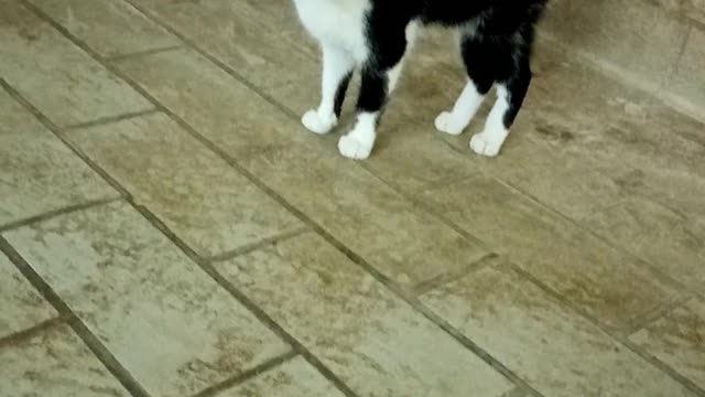Los mejores amigos son los animales que alimentan a los gatos.