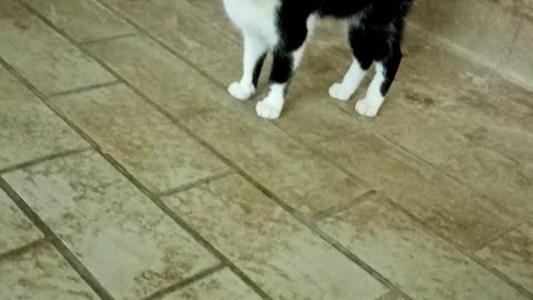 Los mejores amigos son los animales que alimentan a los gatos.