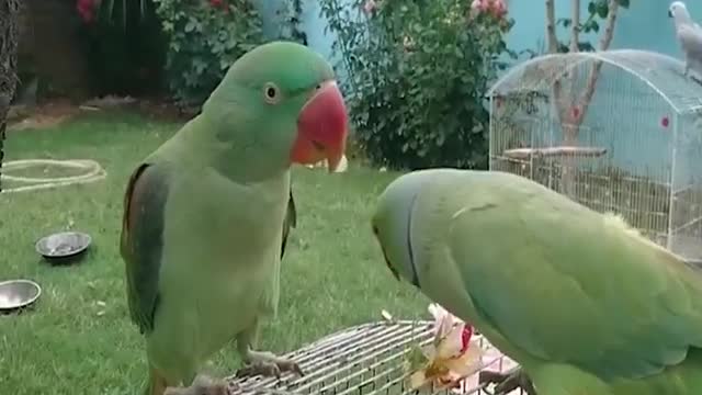 Amazing Parrot - Amazing Talking Parrot Video In Natural Environment