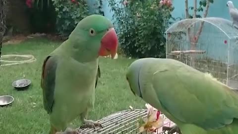 Amazing Parrot - Amazing Talking Parrot Video In Natural Environment
