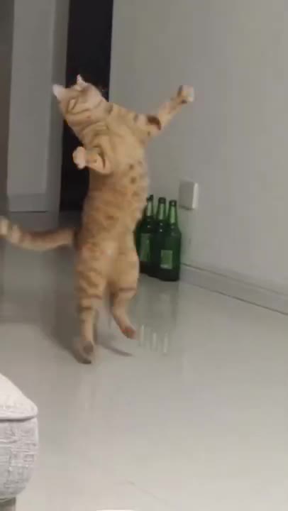 Cat Vibing To Ievan Polkka (Official Video HD) Cat Vibing To Music | Cat Vibing Meme