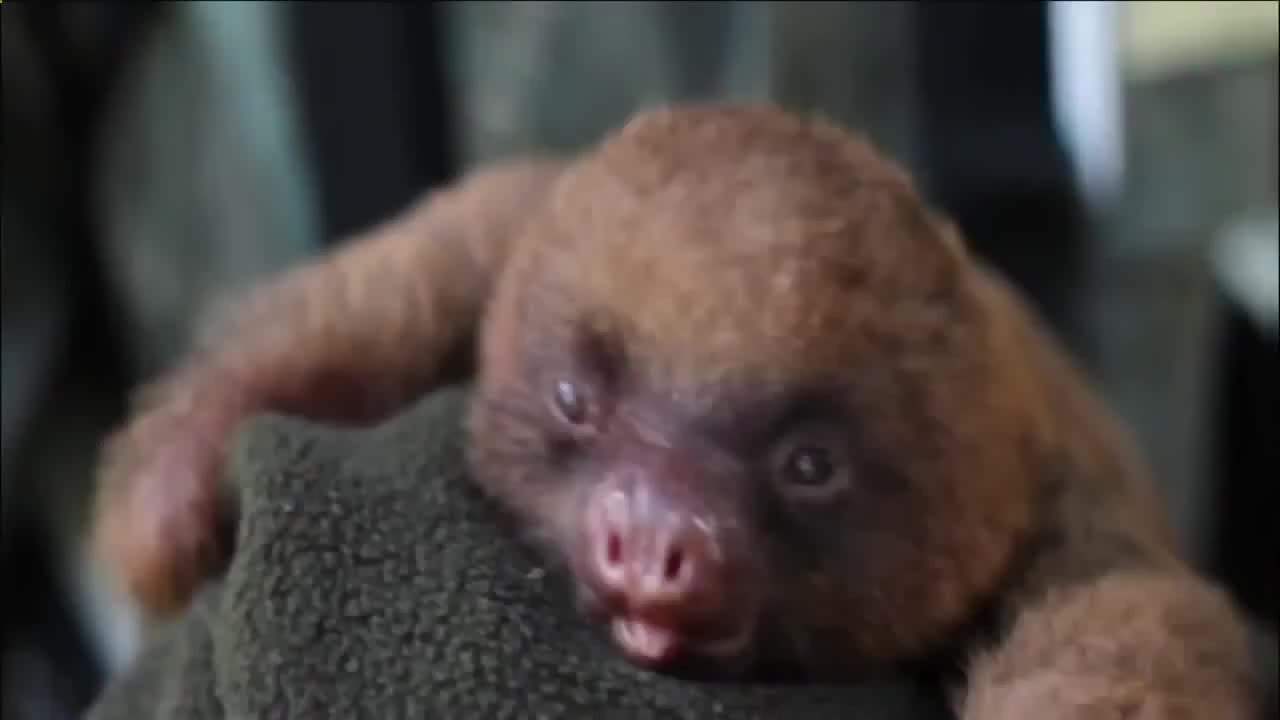 As sloth yawns Funny Fails Clips Videos Vines