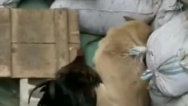 CHICKEN VS PUPPY