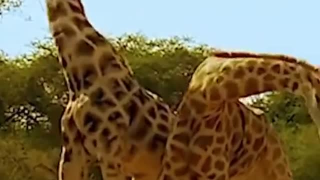 Ever seen a giraffe fight before? 🦒