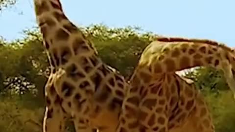 Ever seen a giraffe fight before? 🦒