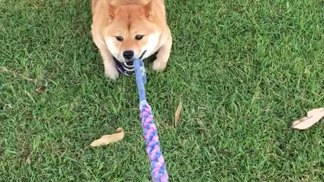 The truth behind walking a shiba