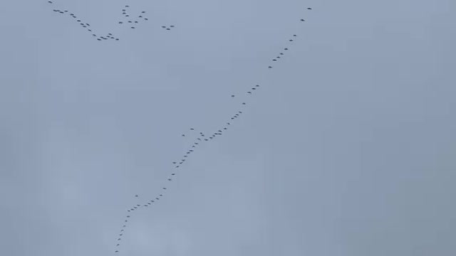 Sandhill Cranes (Ribeye in the Sky) saying hello to SW Louisville