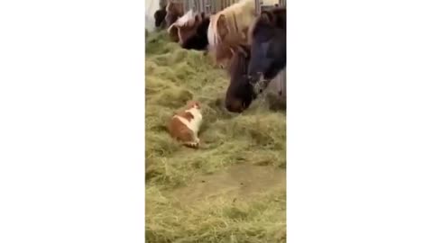 Funniest Animals - The Best Of Funny Animal Videos #