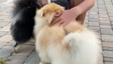 Girl playing with Puppies cute moment