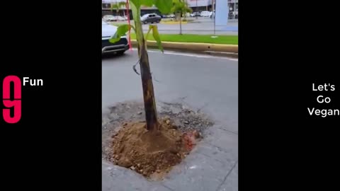 TRY NOT TO LAUGH