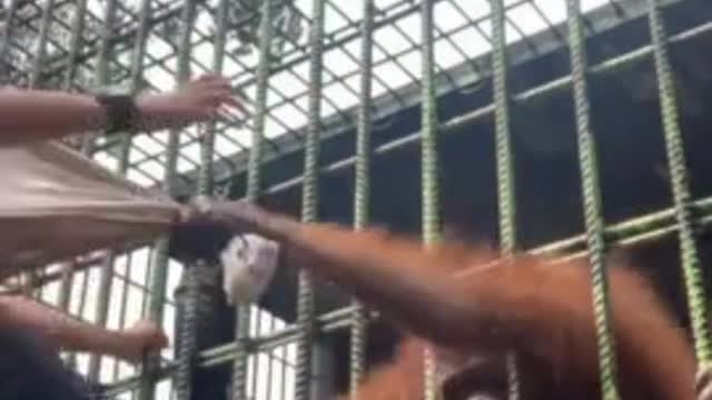 This Is Why You Don’t Get Too Close to an Orangutan‘s Cage