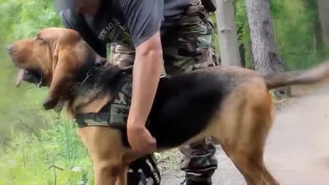 10 police and military doges breeds