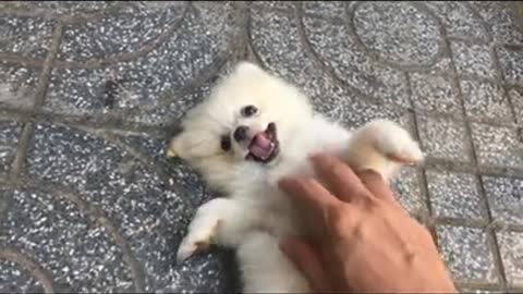 Viral Dog Puppy