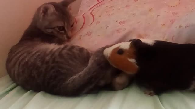 Cute Guinea pig and cat