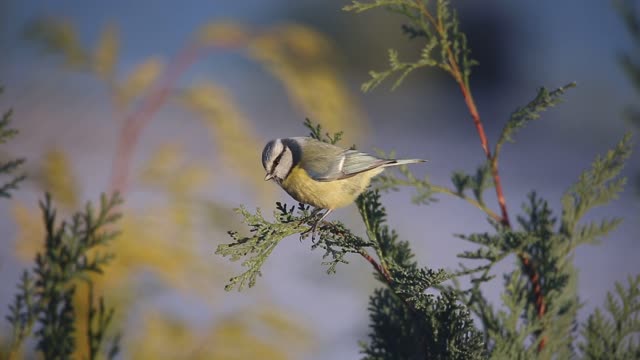 Little Bird perched On Yellow Flower