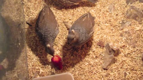 Mountain quail chicks (1)