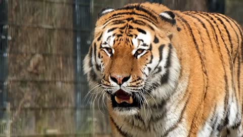 O tigre siberiano
