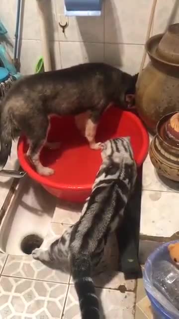 My cat, stop wasting water, spoiled dog!