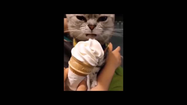Funny cat | Funny dog | Funny Animal # parte 3