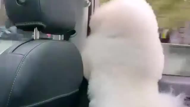 Dance on car my dog🐶🐕🤯🤯🤯🤯