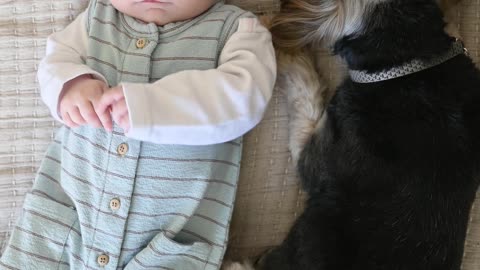 Dog lying with baby in bed