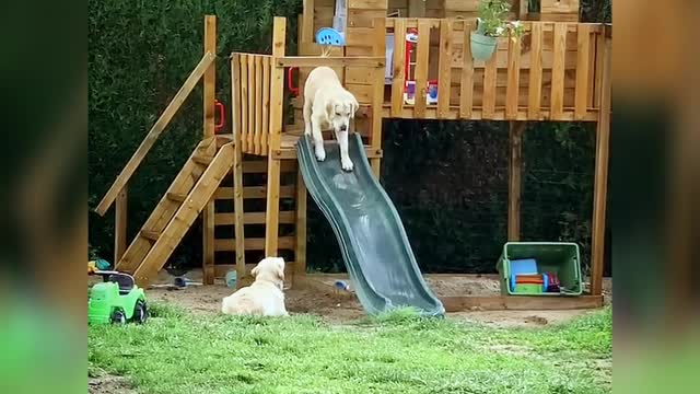 GOLDEN RETRIEVERS APPREHENSIVE ABOUT SLIDE