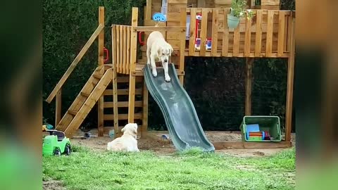 GOLDEN RETRIEVERS APPREHENSIVE ABOUT SLIDE