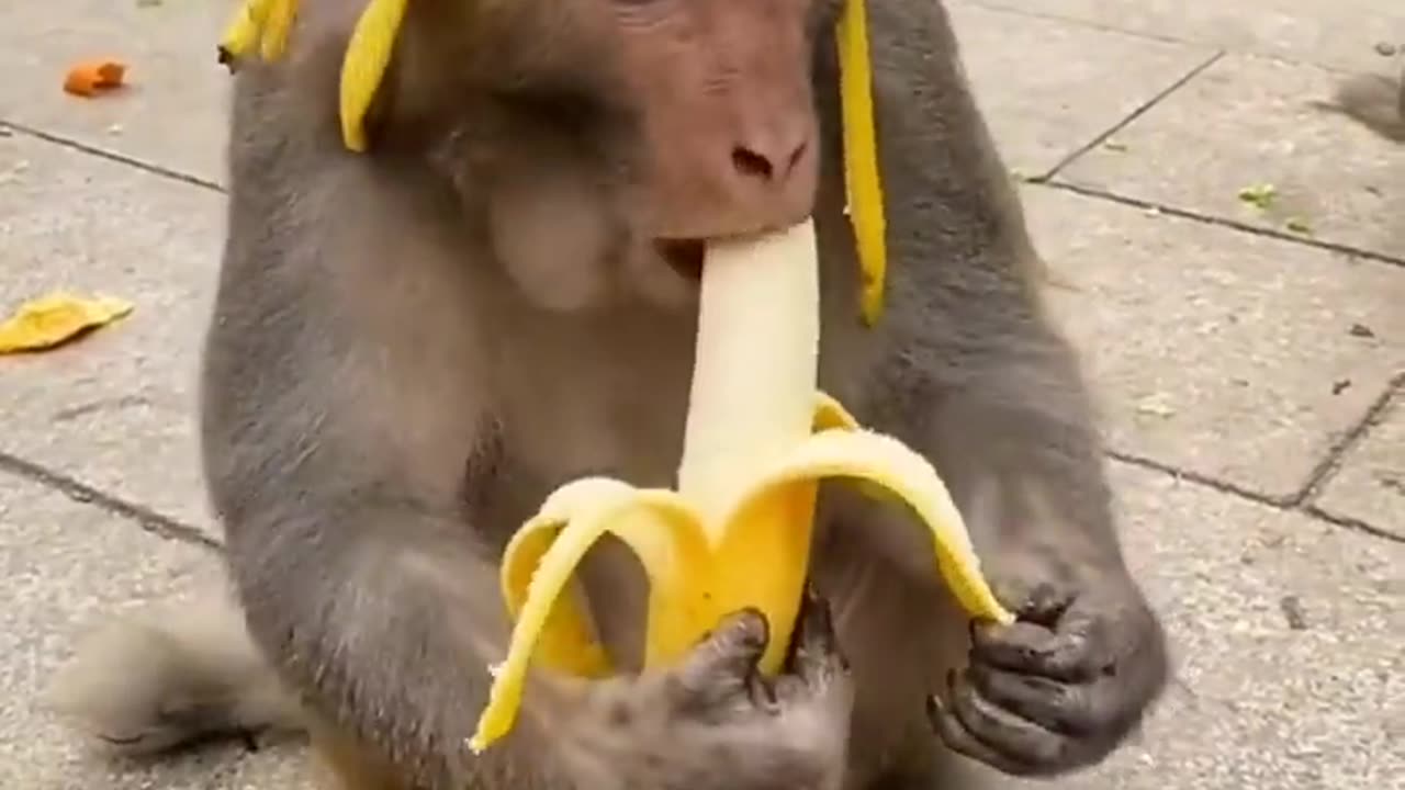 Funny monkey wear banana hat monkey eating banana 🍌 😄