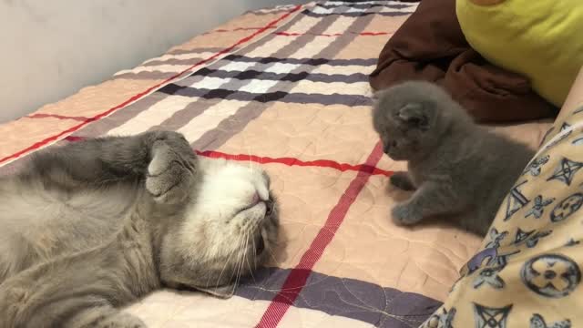 Mother and daughter cute kittens