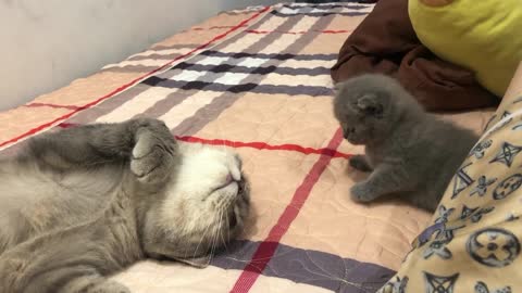 Mother and daughter cute kittens