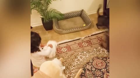 Funny Baby and Cat Video