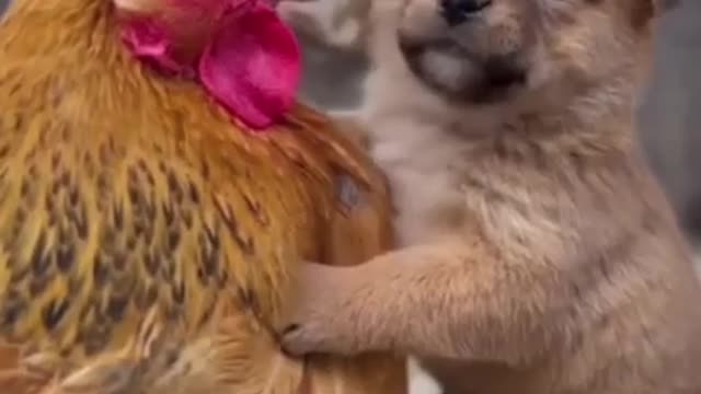 Cute dog and chicken friends 😍