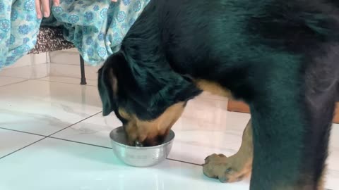 Home-made Food for Dogs | All Day Meals