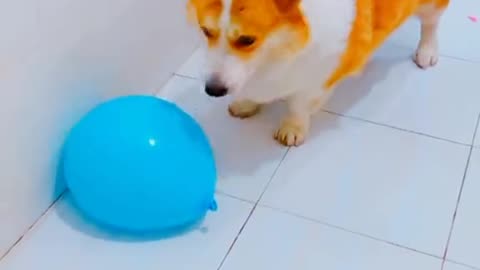 Pet Lovers kids baby love