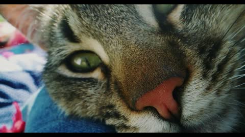 Close up shot of a cat's head in the garden