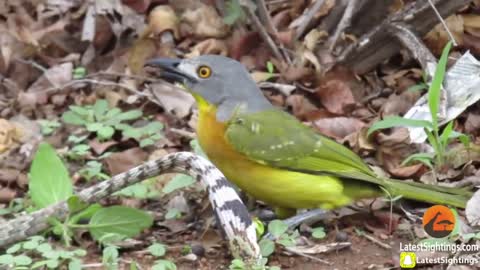 BIRD vs SNAKE
