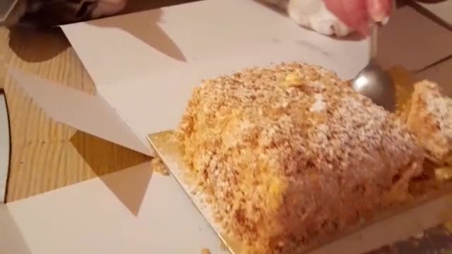 save a cat from starvation