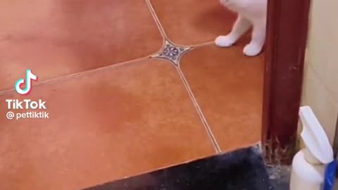 Smart-ass Cat
