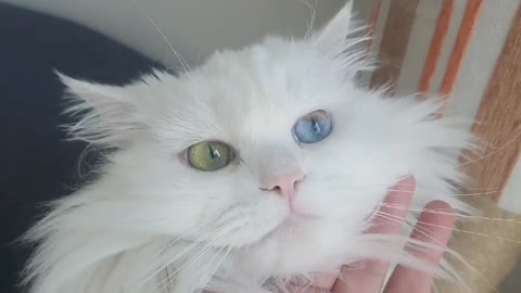 My cat is "other eye"