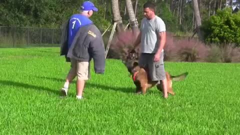 The dog training reaction