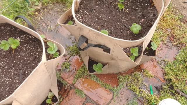 Strawberry Root Transplant