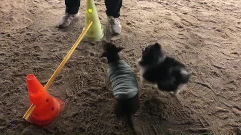 Struggling to eat our puppy's chocolate snack! (Dachshund)