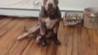 @clydethebully_'s first time wearing booties!